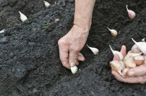 planting-garlic-teleflora